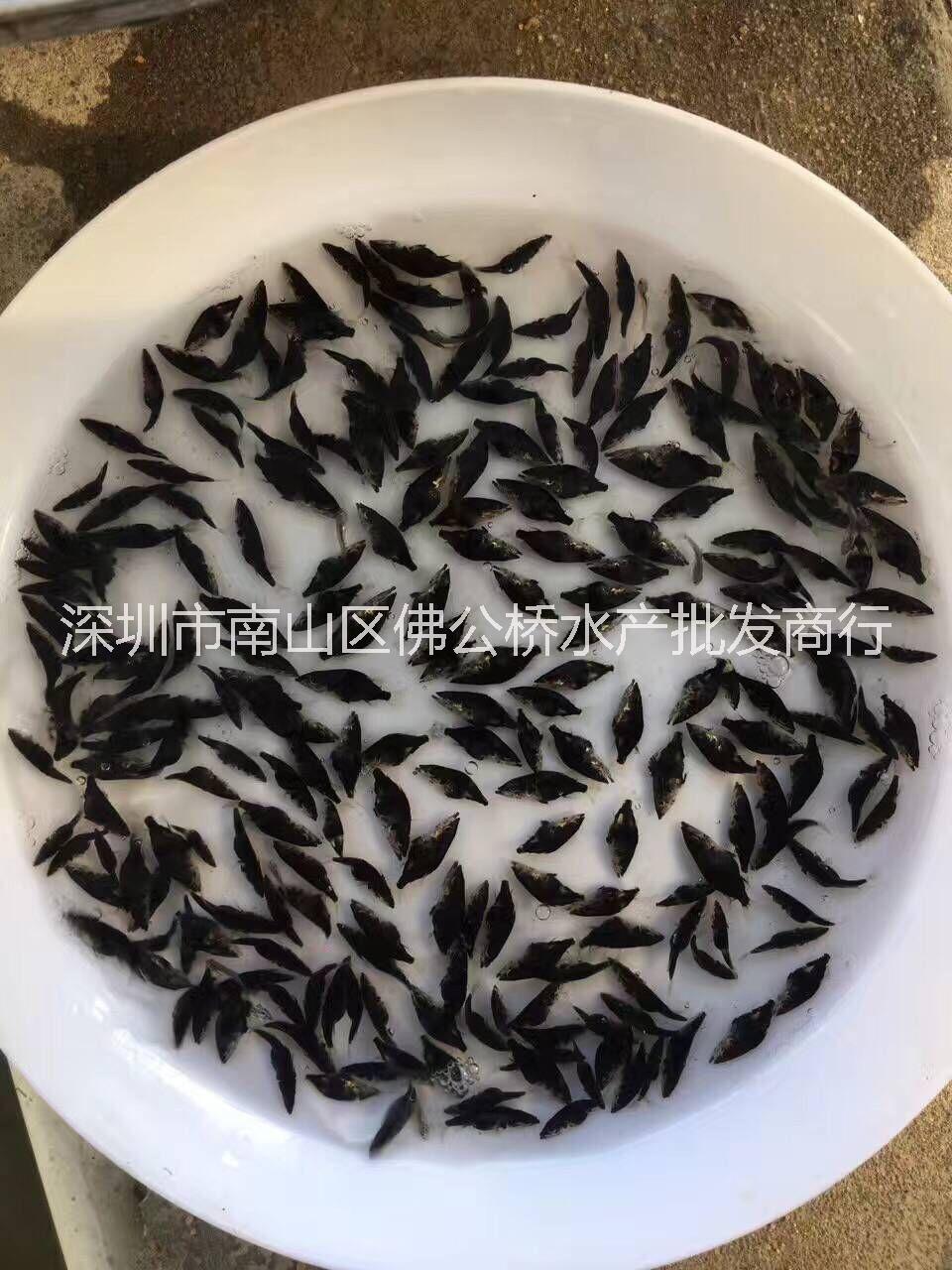 優(yōu)質(zhì) 鱖魚(yú)苗 翹嘴鱖魚(yú)苗 鱖花魚(yú)苗 桂花魚(yú) 鰲花魚(yú) 魚(yú)苗批發(fā)