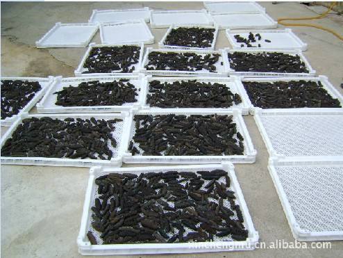 供應(yīng)海參烘干機(jī)廠家直銷_海參烘干機(jī)批發(fā)_海參烘干機(jī)價(jià)格 中藥材熱泵海參干機(jī)批發(fā) 海參烘干機(jī) 廣東海參烘干機(jī)