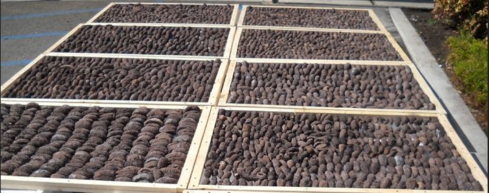 供應(yīng)海參烘干機(jī)廠家直銷_海參烘干機(jī)批發(fā)_海參烘干機(jī)價(jià)格 中藥材熱泵海參干機(jī)批發(fā) 海參烘干機(jī) 廣東海參烘干機(jī)