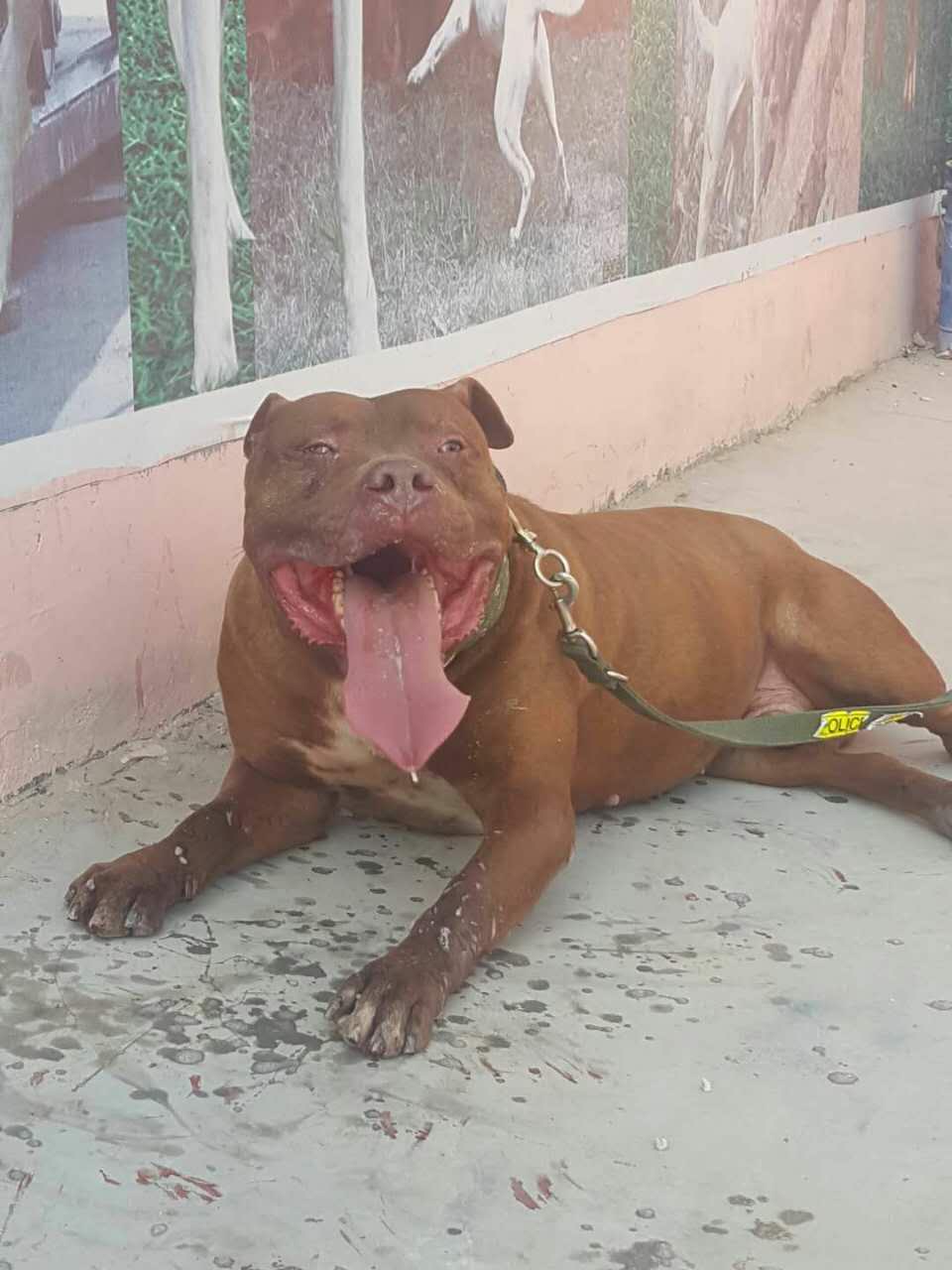 供應(yīng)比特犬零售，批發(fā)，