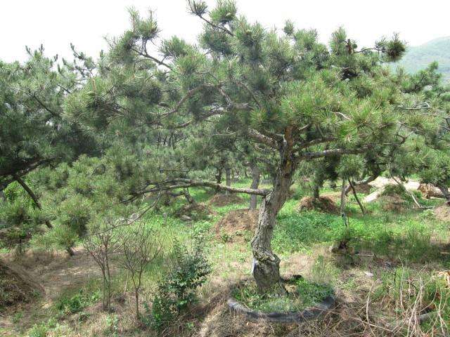 供應(yīng)松盆景小樹(shù)苗 松盆景小樹(shù)苗報(bào)價(jià) 松盆景小樹(shù)苗供應(yīng)商 松盆景小樹(shù)苗批發(fā)