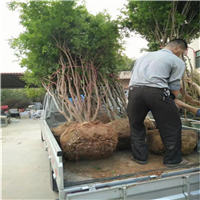 嘉寶果苗 嘉寶果苗批發(fā) 四川嘉寶果苗  18576206169 黃先生 四川嘉寶果苗批發(fā) 貴州嘉寶果苗基地 廣西嘉寶果苗