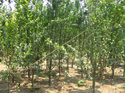 海棠 西府海棠 鐵桿海棠 河北海棠 廊坊海棠 廊坊海棠哪里好 遼寧海棠 天津海棠 北京海棠 四川海棠 河南海棠 吉林海棠