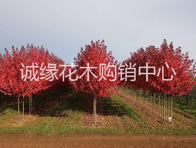 供應(yīng)美國紅楓 美國紅楓夕陽紅_美國紅楓1-10公分價目表