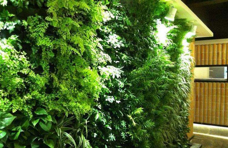 廣東廣州深圳生態(tài)植物墻公司提供景觀植物墻設(shè)計(jì)安裝價(jià)格經(jīng)濟(jì)優(yōu)惠