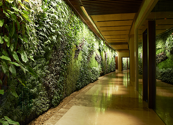 福建廈門(mén)植物墻植物背景墻公司形象墻室內(nèi)室外綠植墻設(shè)計(jì)制作安裝