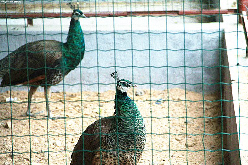 廠家直銷荷蘭網(wǎng) 養(yǎng)殖網(wǎng)