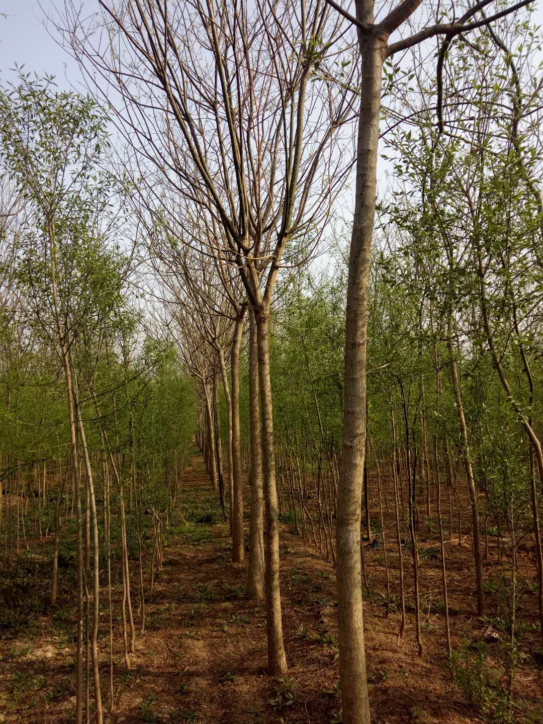 大量供應(yīng)10—20國槐