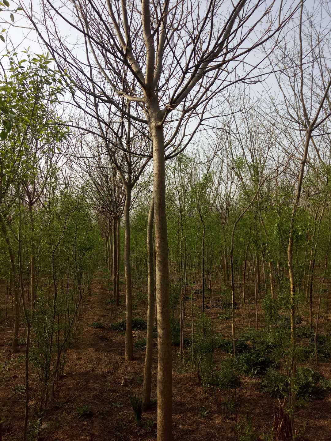 大量供應(yīng)10—20國槐