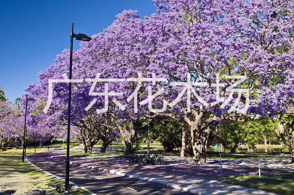 藍(lán)花楹|藍(lán)花楹批發(fā)|藍(lán)花楹批發(fā)價(jià)格