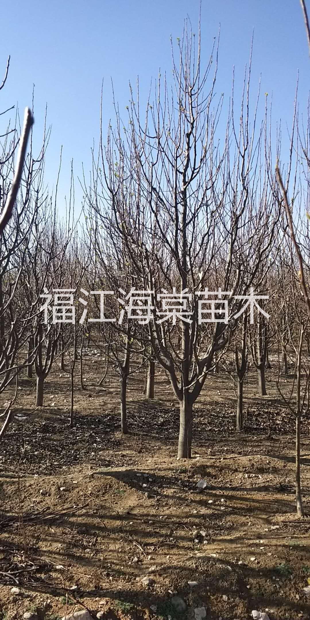 江西山杏樹供應(yīng)商|江西山杏樹批發(fā)價(jià)格|江西綠化山杏樹批發(fā)價(jià)格 江西山杏樹批發(fā)價(jià)格