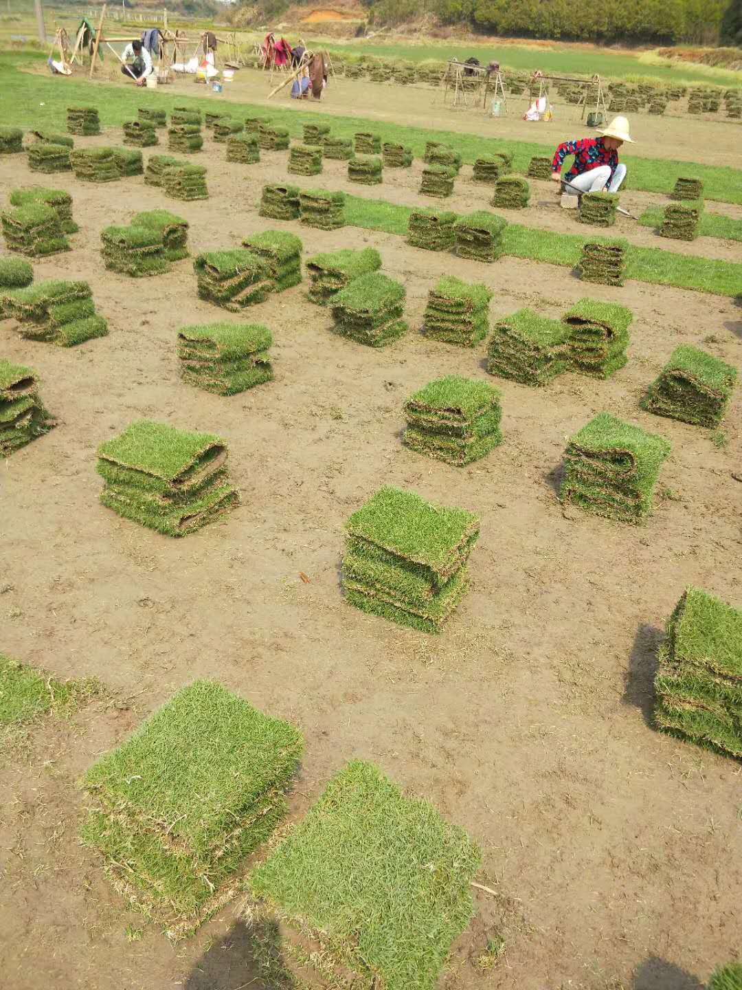 曹紅生郴州馬尼拉草坪馬尼拉草卷批發(fā)  供應馬尼拉草卷   馬尼拉草卷銷售  馬尼拉草價格 馬尼拉報價 馬尼拉草卷