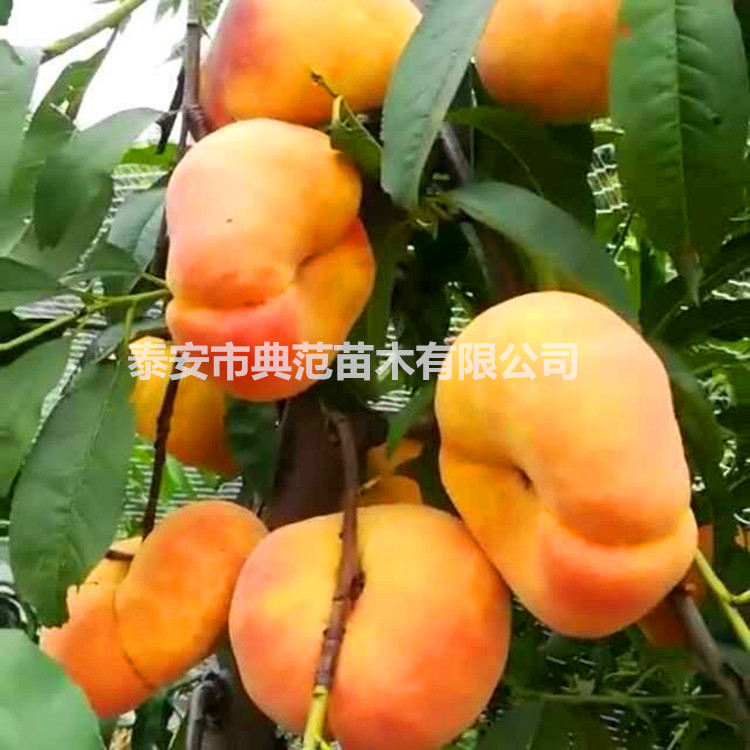 蟠桃樹苗產(chǎn)地銷售 中蟠17號(hào)桃樹苗批發(fā)價(jià)格