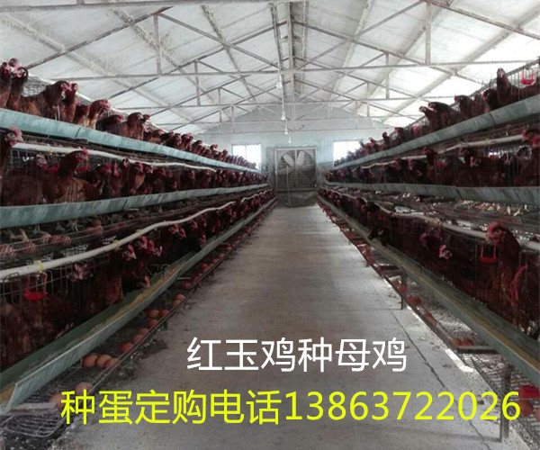 紅玉雞苗價格紅玉雞苗批發(fā)
