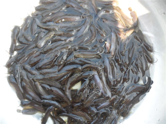【土塘虱】土塘虱價(jià)格_土塘虱批發(fā)_土塘虱廠家_土塘虱報(bào)價(jià)_廣州土塘虱苗養(yǎng)殖供應(yīng)商
