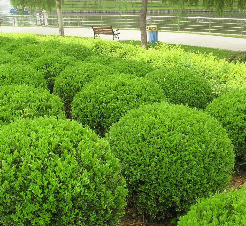 小葉黃楊 金葉女貞 蜀檜 匍地柏 種植基地批發(fā)