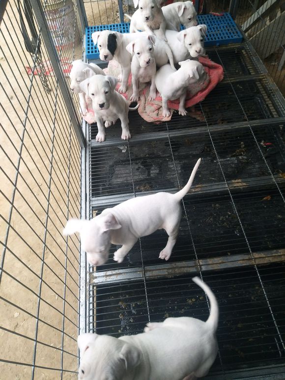杜高犬多少錢一只，哪有賣杜高犬的多少錢，3個(gè)多月的杜高犬多少錢一只