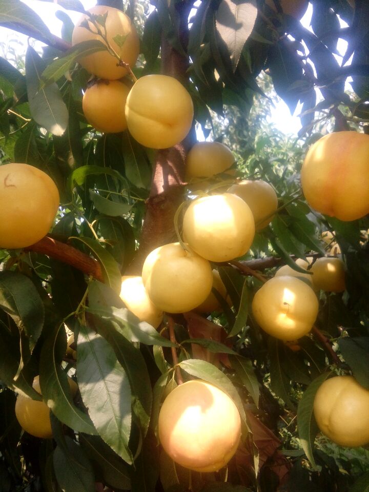供應山東中油8號油桃樹苗蒙陰黃菊油桃樹苗基地晚熟油桃樹苗