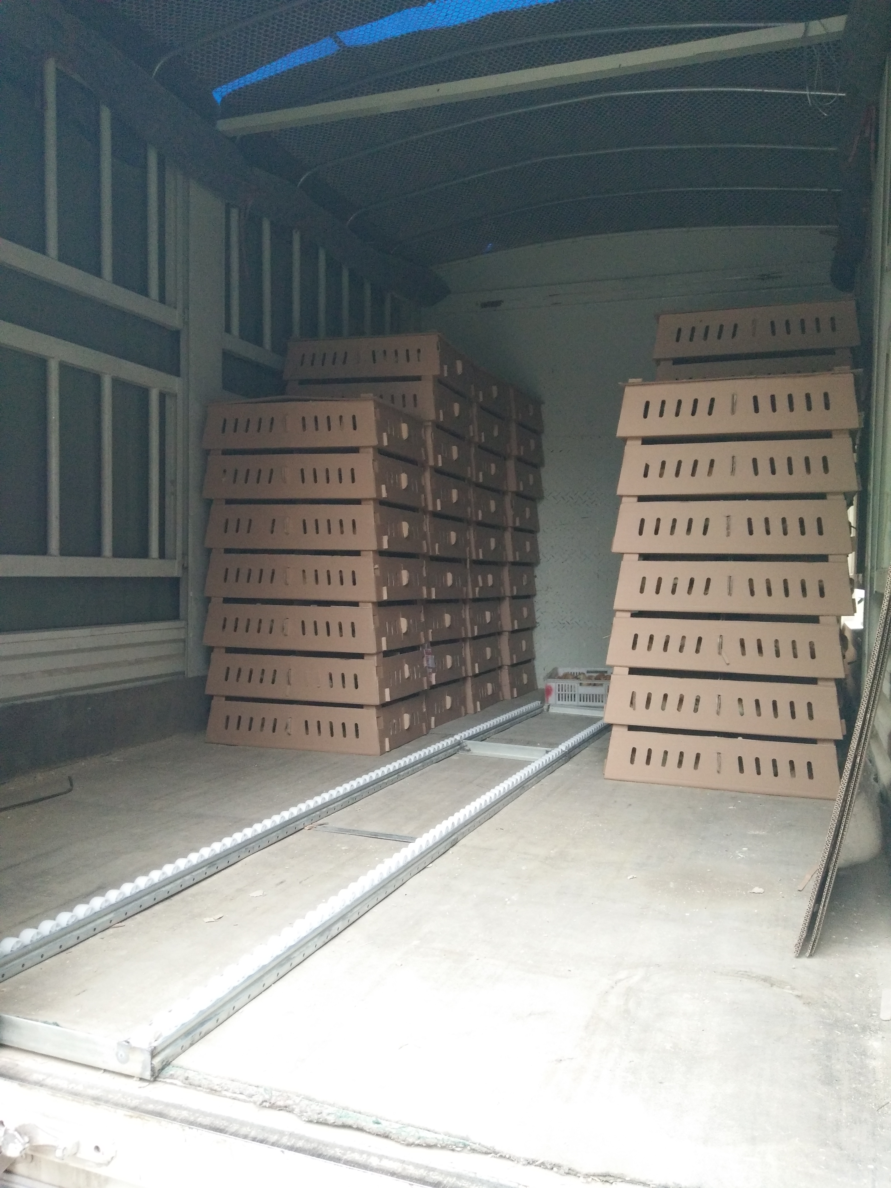 山東紅羽雞苗孵化場紅羽380雞苗