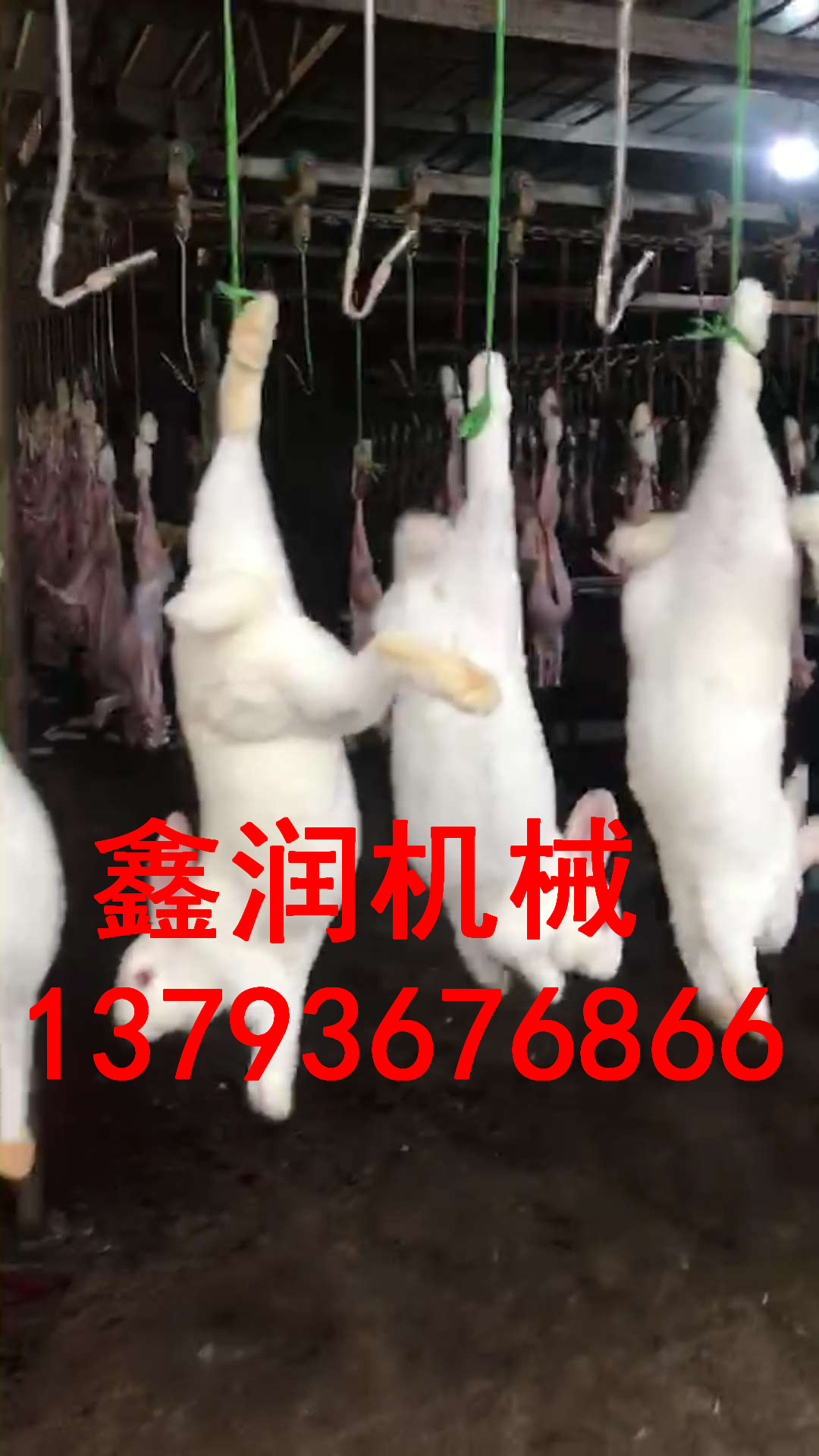 宰兔流水線生產(chǎn)銷售鑫潤(rùn)機(jī)械