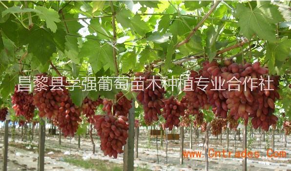 浪漫紅顏葡萄種植基地 浪漫紅顏批發(fā) 河北浪漫紅顏葡萄種植基地 浪漫紅顏葡萄價(jià)格河北 河北浪漫紅顏批發(fā)