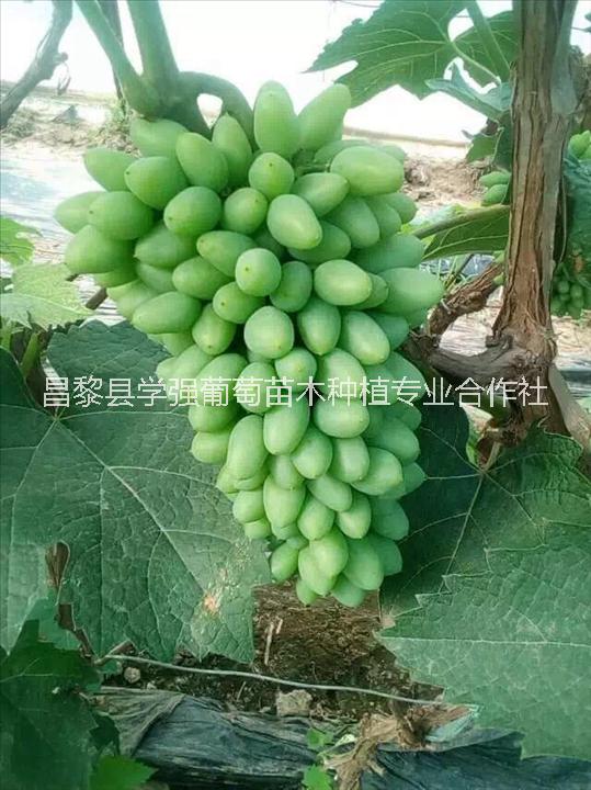 晨香葡萄苗13903330313河北晨香葡萄苗批發(fā) 河北晨香葡萄苗報價 晨香葡萄苗供應(yīng)商