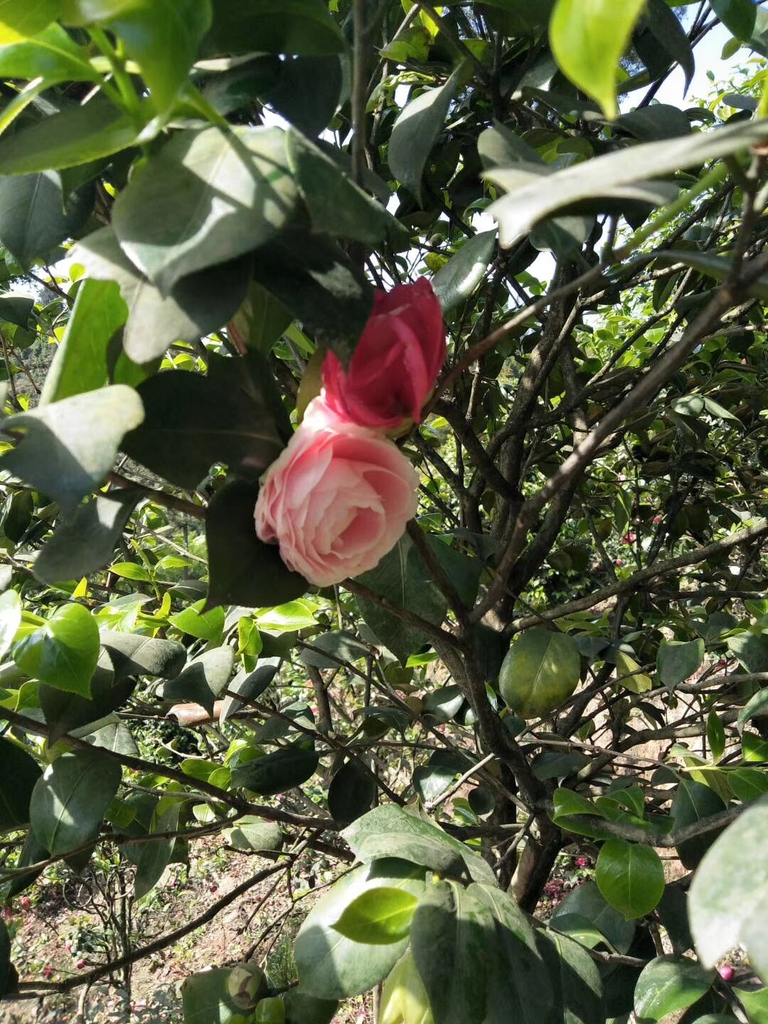 茶花樹 茶花樹批發(fā) 茶花樹廠家直銷