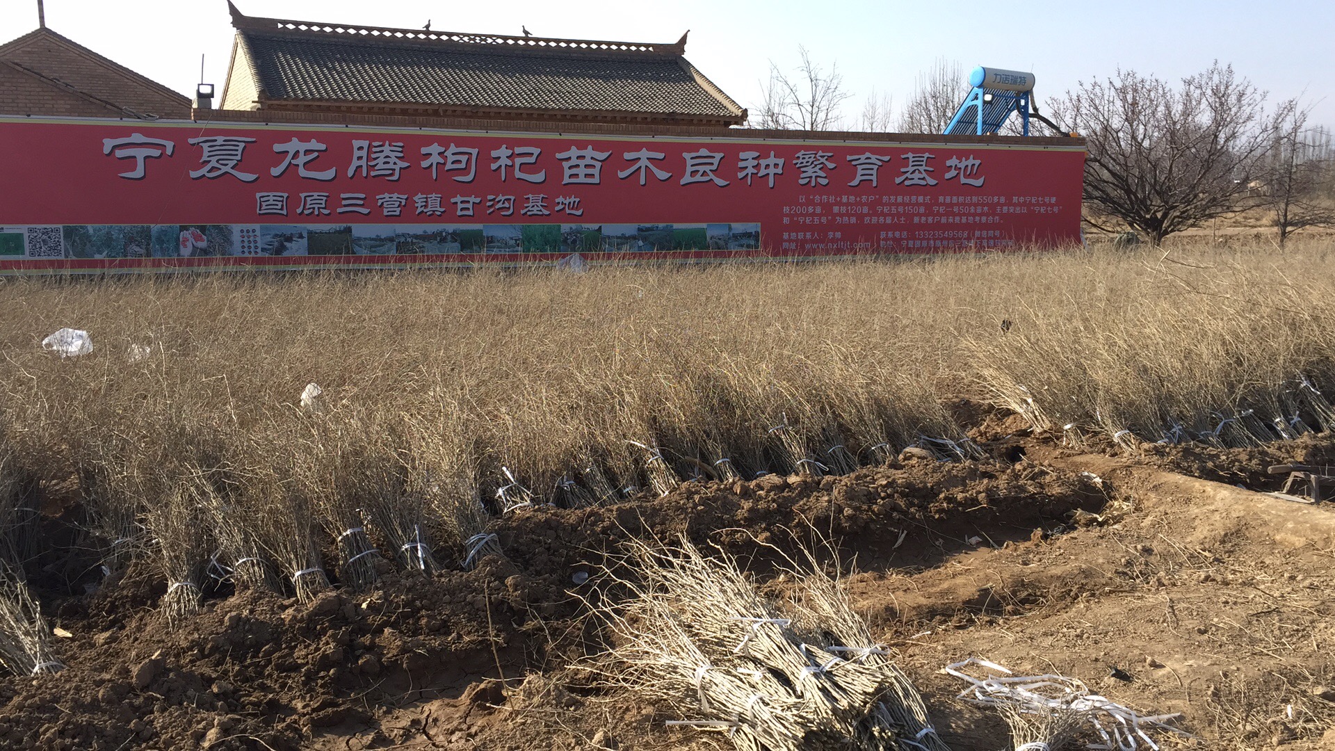 供應(yīng)寧杞十號(hào)枸杞苗 寧夏十號(hào)枸杞苗 寧夏10號(hào)枸杞苗 寧夏5號(hào)枸杞苗