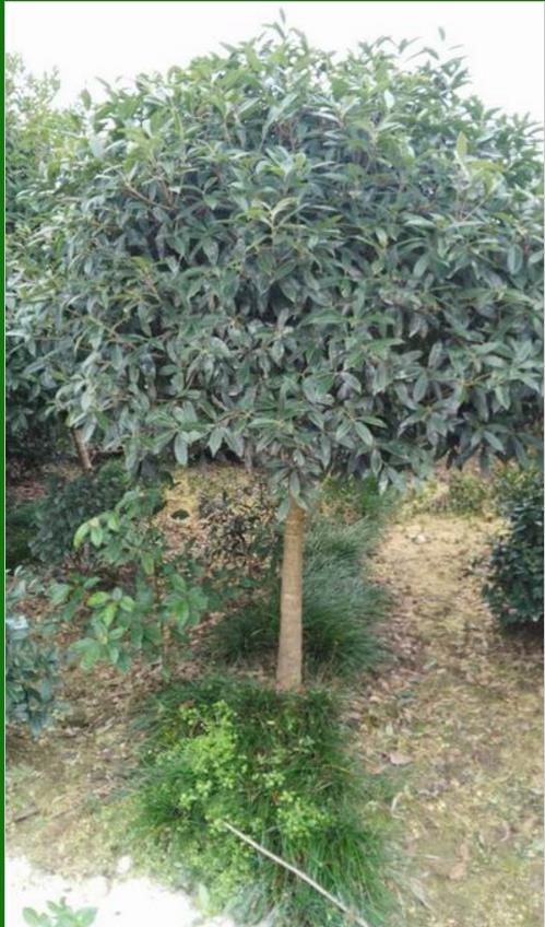陜西紫薇樹(shù)苗廠家直銷(xiāo) 陜西苗圃電話 漢中苗圃批發(fā) 城固苗圃供應(yīng)商