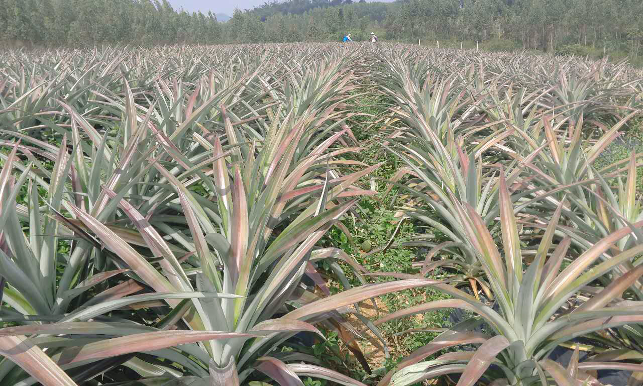 新種植產(chǎn)業(yè)品種西瓜鳳梨你要好好了解 西瓜鳳梨苗 鳳梨苗、菠蘿苗 單個果8-15斤