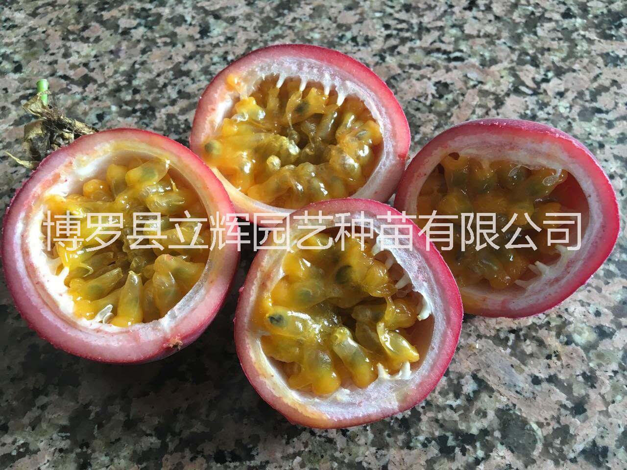 百香果苗 廣東百香果苗供應 廣東百香果苗 惠州百香果苗價格 博羅縣百香果苗批發(fā)