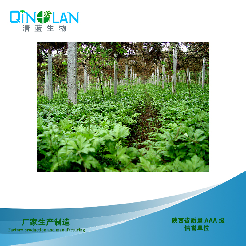 小檗堿 小檗堿、黃連