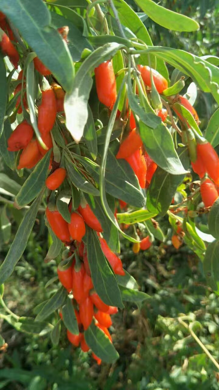 寧夏608枸杞苗批發(fā)銷售 寧夏7號枸杞苗批發(fā)銷售