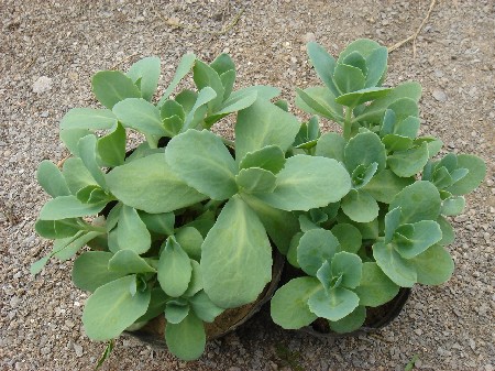 山東花卉批發(fā)市場山東花卉基地花卉市場