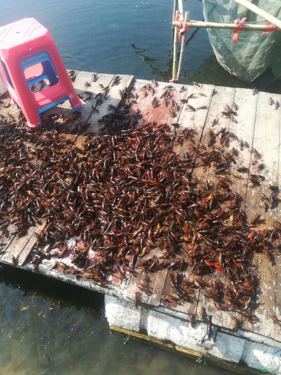 淡水龍蝦苗@供應(yīng)小龍蝦種苗@天然生態(tài)養(yǎng)殖蝦苗@提供養(yǎng)殖技術(shù)