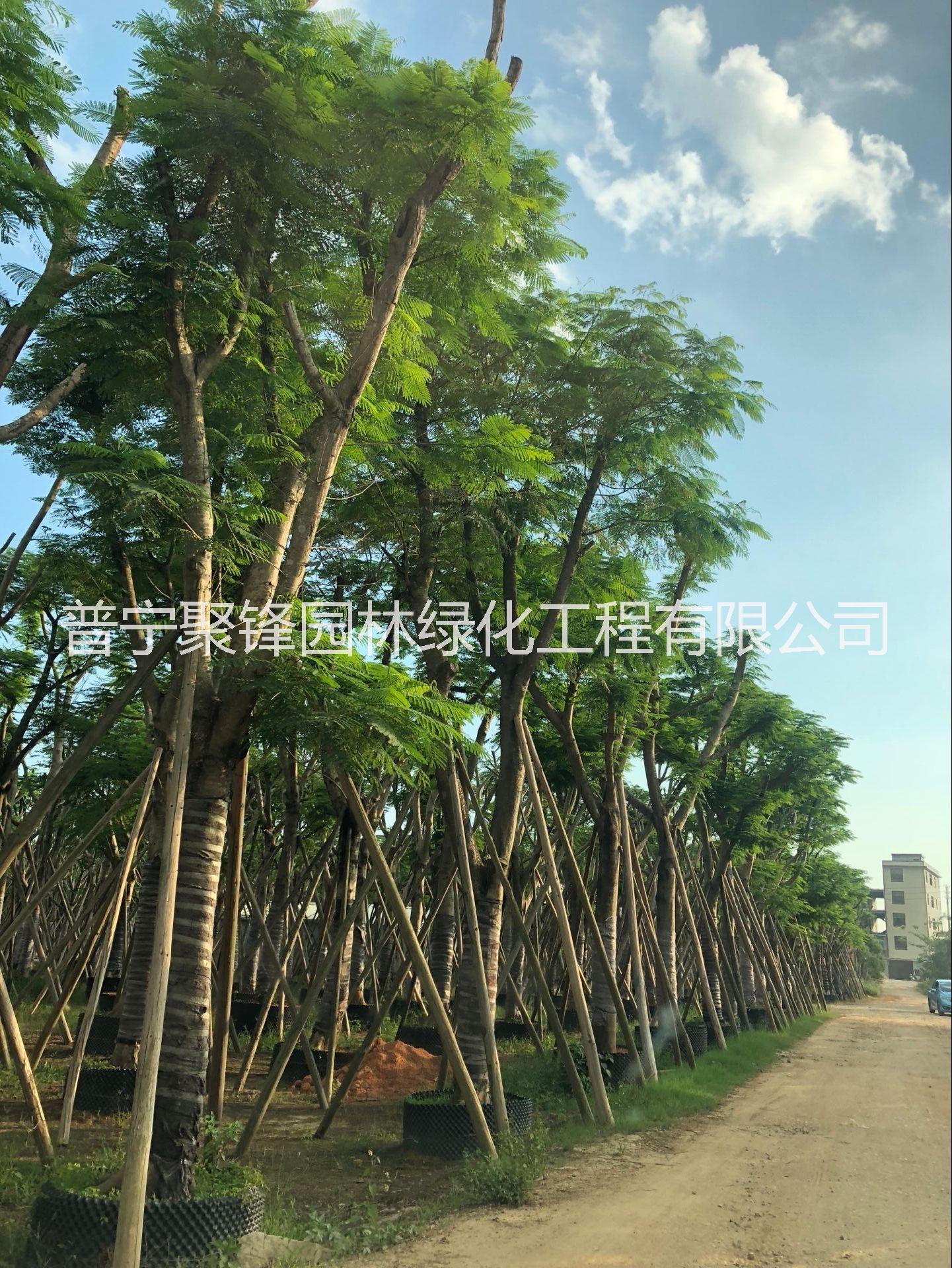 鳳凰木A貨骨架30分_鳳凰木種植基地_鳳凰木基地直銷_鳳凰木批發(fā)價格_揭陽普寧鳳凰木哪家好價格便宜