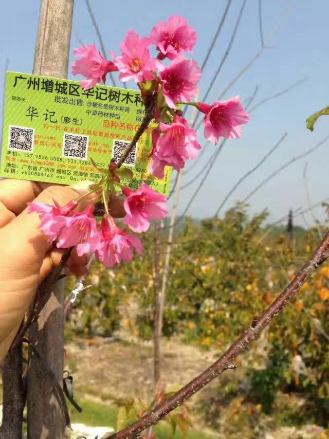 批發(fā)出售各種規(guī)格中國(guó)紅櫻花苗，熱帶紅櫻花苗，山櫻
