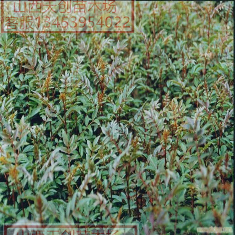 供應(yīng)花椒苗 純正大紅袍花椒苗批發(fā)