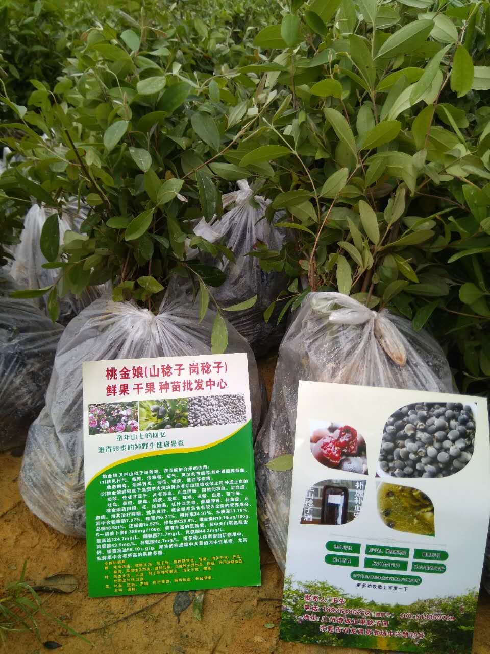 廣州桃金娘棯子苗基地