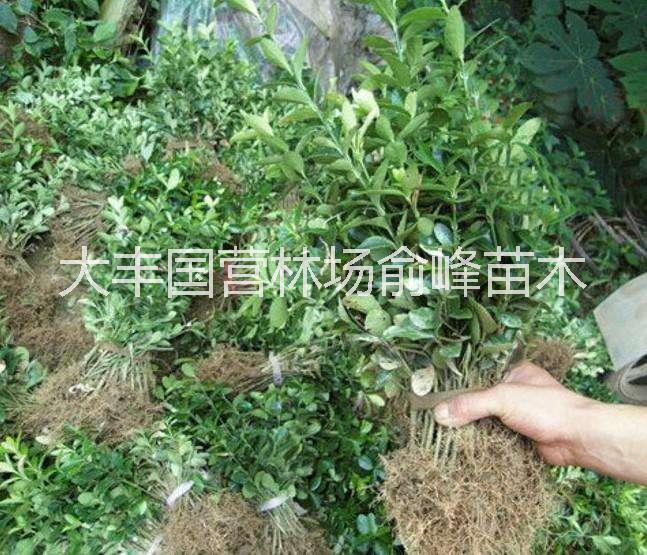 江蘇大葉黃楊 大葉黃楊批發(fā) 鹽城大葉黃楊直銷 大葉黃楊報(bào)價(jià) 大葉黃楊苗 優(yōu)質(zhì)大葉黃楊 大葉黃楊哪家好 大葉黃楊現(xiàn)貨
