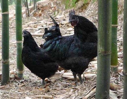 桐梓烏骨雞苗批發(fā)桐梓烏骨雞苗價格桐梓烏骨雞苗供應商桐梓烏骨雞苗廠家桐梓烏骨雞苗