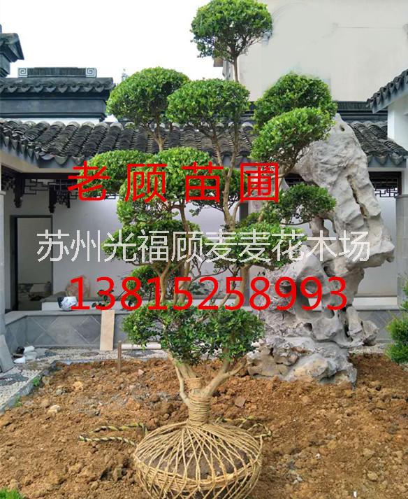 蘇州樹苗花木市場、造型羅漢松、蘇州綠化苗木價格、景觀樹木古樁、庭院別墅綠化工程