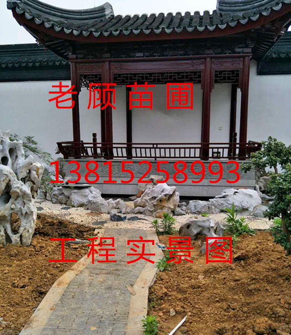 蘇州造型小葉黃楊，造型瓜子黃楊樹，造型羅漢松，景觀樹批發(fā)，鴻運(yùn)果樹樁，大型青楓，雞爪槭；