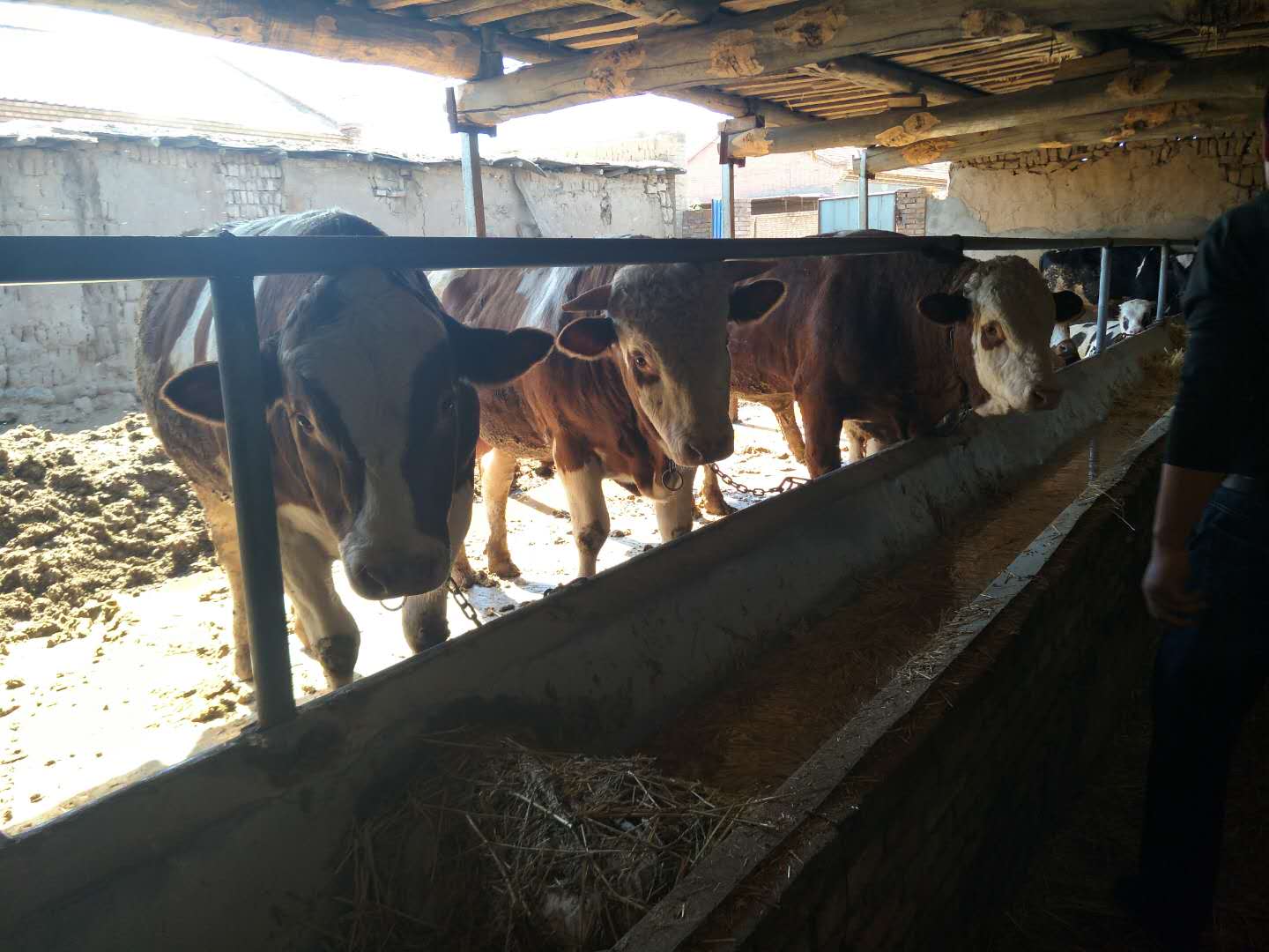 西門塔爾牛批發(fā)  肉牛價(jià)格  牛批發(fā)  牛價(jià)格   牛飼料  牛疾病預(yù)防   牛飼料配方