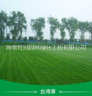供應(yīng)海南臺(tái)灣草草坪 臺(tái)灣草批發(fā) 大葉油草價(jià)格