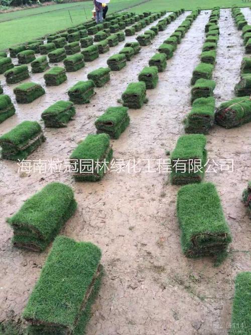 海南大葉油草哪家好 大葉油草 大葉油草花木基地