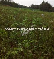 眉山銀杏樹苗現(xiàn)貨供應(yīng) 銀杏樹苗售賣優(yōu)惠