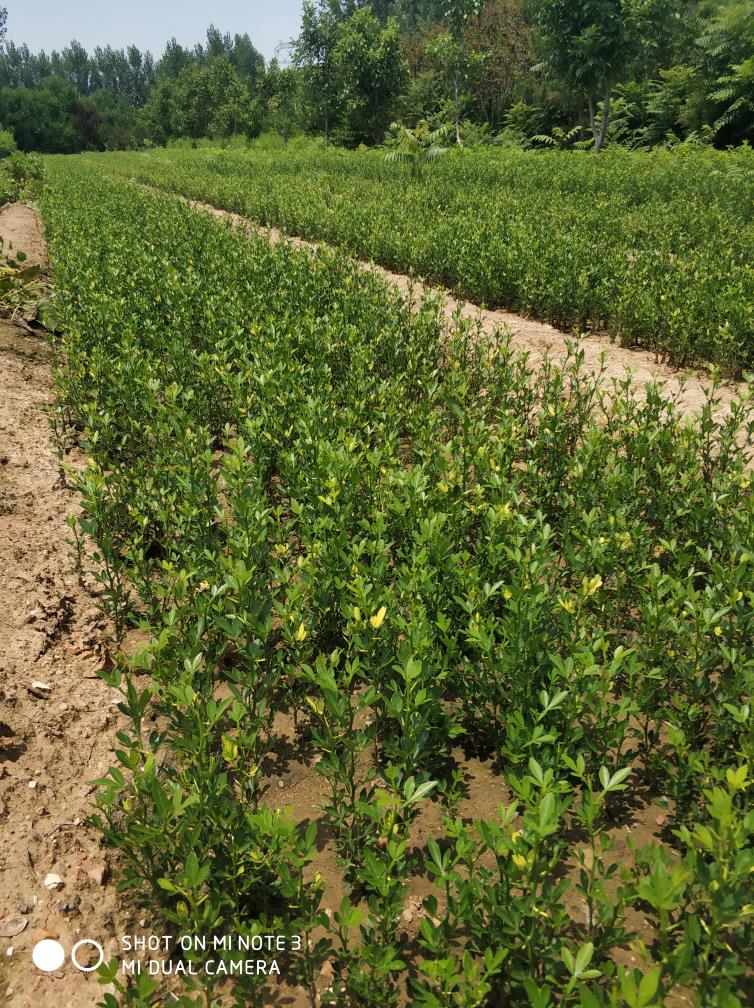 山東枸桔批發(fā)商 枸桔苗基地 枸桔苗苗圃