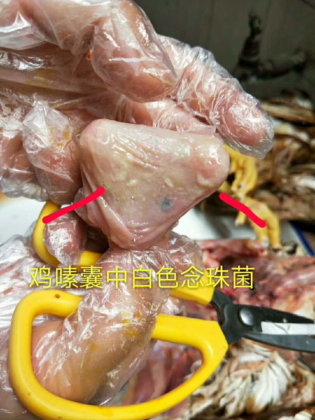 腺肌胃炎，癱雞，熱應(yīng)激，肝病，腸道病，霉菌*是萬(wàn)病之源. 料中寶，胃康靈，河南陽(yáng)光，霉菌