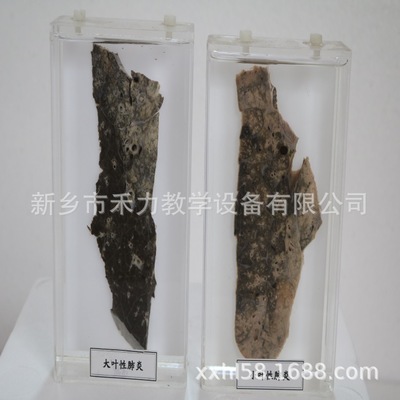 病理大體浸制標(biāo)本大葉性標(biāo)本 教學(xué)展示大體標(biāo)本 標(biāo)本生產(chǎn)廠家直銷